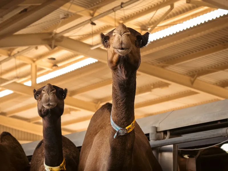 Camelicious’ departing CEO Mark Wyllie wants us all to drink more camel milk